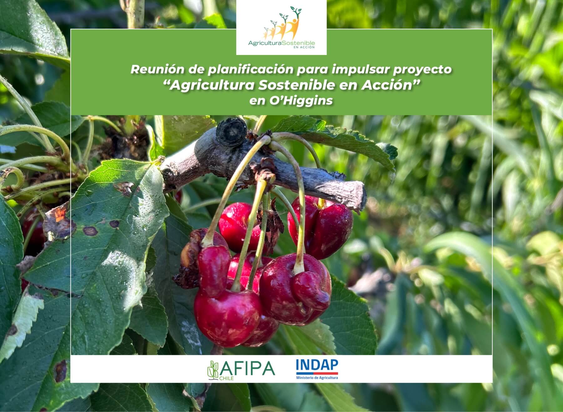 Lee más sobre el artículo AFIPA comienza a planificar el trabajo 2025 del proyecto “Agricultura Sostenible en Acción” con INDAP O´Higgins